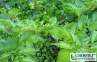 Amorphophalms konjac直銷魔芋[供應(yīng)]_植物提取物_世界工廠網(wǎng)中國產(chǎn)品信息庫