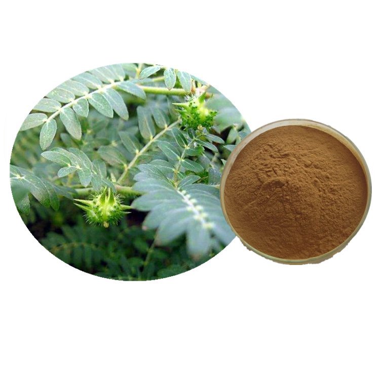 興東誠(chéng) 刺蒺藜皂甙 廠家 刺蒺藜提取物10:1 植物提取物 - 愛企查