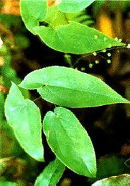 長沙綠然生物科技采購部 植物提取物產(chǎn)品列表