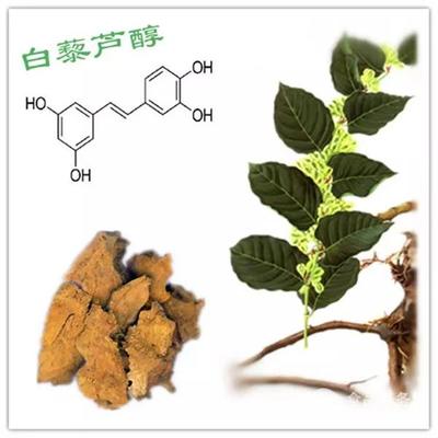 蔥須——植物提取物中的“救命奇效”與實(shí)用價(jià)值