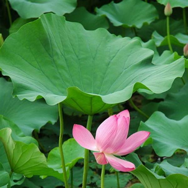 西安地區(qū)荷葉提取物批發(fā)價(jià)格及市場分析